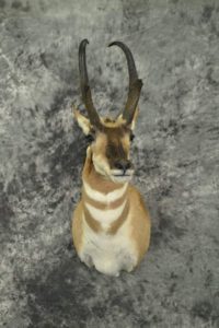 Wyoming Pronghorn Antelope Shoulder Mount Taxidermy Upright Left Turn