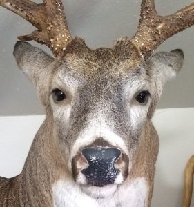 Minnesota Whitetail Deer Buck with Drop Tines Pedestal Taxidermy Mount Face Close Up