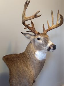 Minnesota Whitetail Deer Buck Pedestal Taxidermy Mount Upright Right Turn
