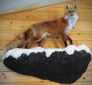 LifeSized Red Fox Full Body Taxidermy Mount with Snow Habitat Scene
