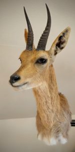 South African Mountain Reedbuck Shoulder Mount Taxidermy