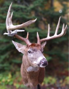 Minnesota Whitetail Deer Shoulder Mount