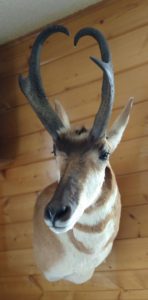 Wyoming Pronghorn Antelope Shoulder Wall Pedestal Mount Taxidermy Right Turn