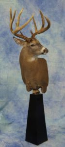 Minnesota White Tail Deer Shoulder Pedestal Taxidermy Mount on a black pedestal with blotchy blue background