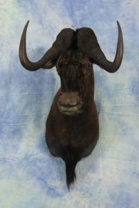 South African Black Wildebeest Whitetailed Gnu Bull Taxidermy Shoulder Mount