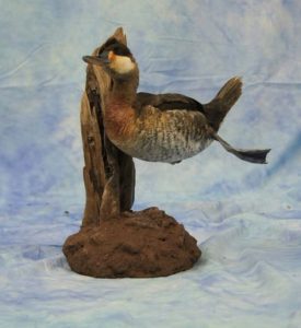 Ruddy Duck Waterfowl Taxidermy Mount