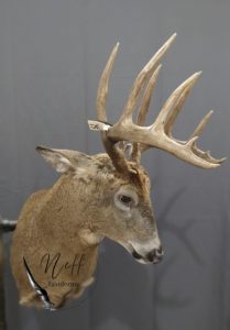Minnesota Whitetail Deer Buck Aggressive Shoulder Mount