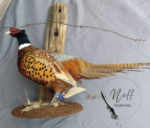 South Dakota Rooster Pheasant Standing Taxidermy Mount with Fence Post, Barbed Wire, and Corn Stalk on Gray background