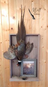 Dead Hanging Pheasant Taxidermy Mount Memorial Shadow Box Labrador Retriever with Photograph and collar