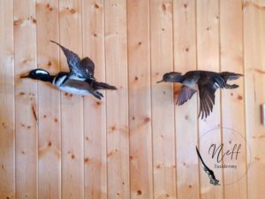 Flying Drake and Hen Hooded Merganser Taxidermy Mount on Ghost Hangers with pine wall in background