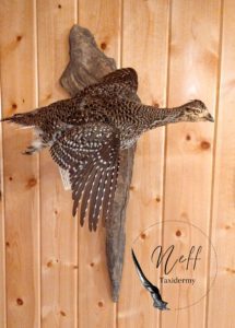 Minnesota Sharp Tailed Grouse Flying Mount with Driftwood