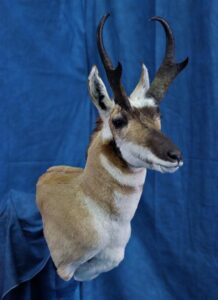 Pronghorn Wall Pedestal