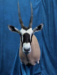 Gemsbok Oryx Shoulder Mount