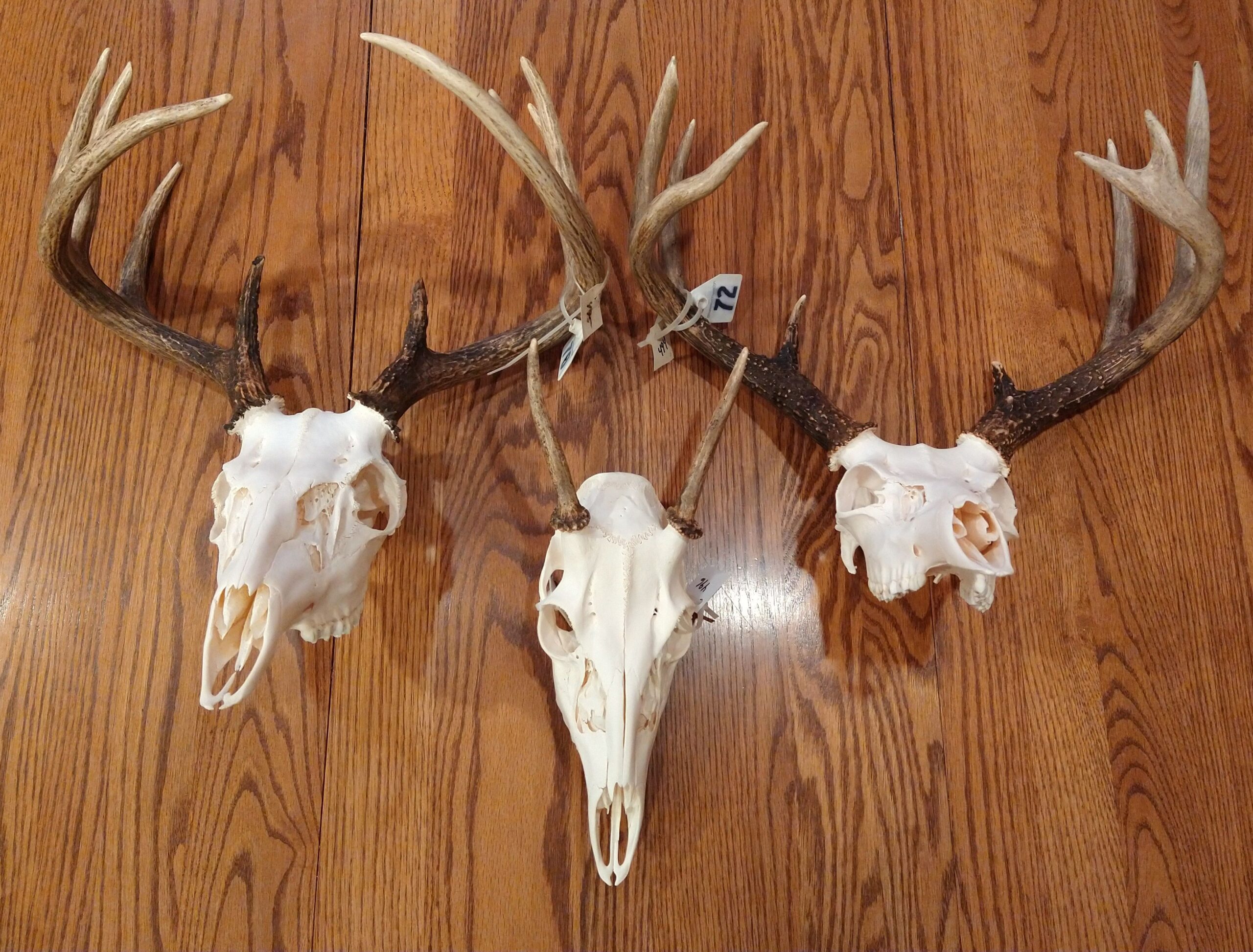 How To Choose A Taxidermist - Neff Taxidermy