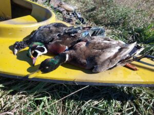 Mallard Drake, Wood Duck Drake, and Coot on Duck Hunting Boat