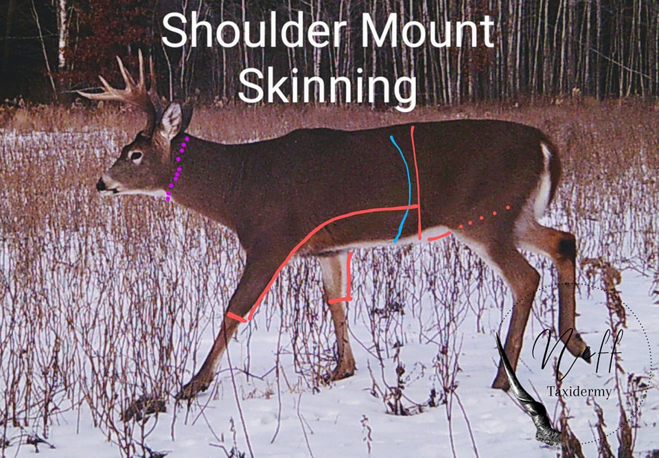 Whitetail Deer Shoulder Mount Skinning Diagram, showing to make cuts behind the rib cage, below the knee, and connecting the two cuts following a line that flows from the back of the front leg and along the side of the lower ribs.