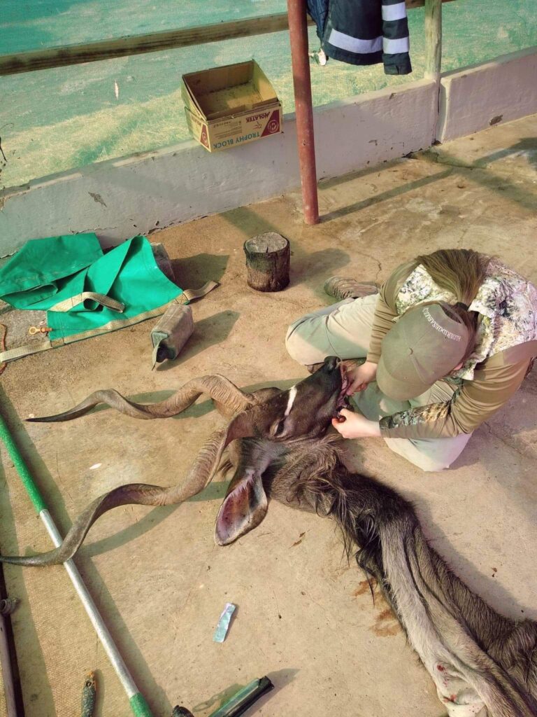 A female taxidermist sitting on concrete floor skinning a kudu head