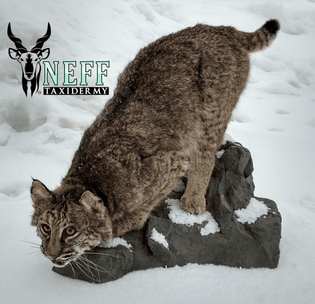 A taxidermy mount completed by Neff taxidermy of a male bobcat crouching down on an artificial rock in a snowy background.