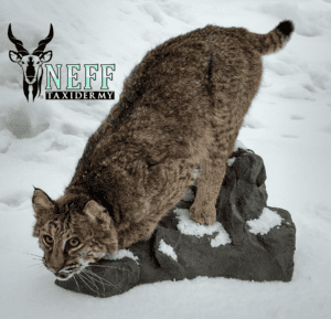 A taxidermy mount completed by Neff taxidermy of a male bobcat crouching down on an artificial rock in a snowy background.