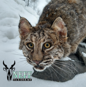 A closeup photo of the face of a bobcat taxidermy mount.
