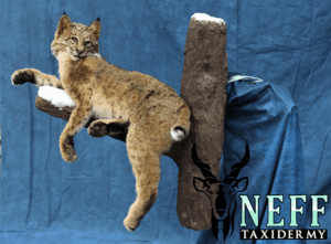 A taxidermy mount of a female bobcat laying relaxed on an artificial branch.