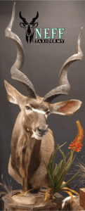 Cape Kudu bull pedestal taxidermy mount with an artificial aloe plant with orange bloom and artificial rocks.