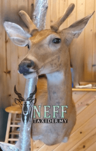 A taxidermy mount of a yearling whitetail buck with velvet antlers completed by Neff taxidermy, attached to the trunk of a poplar tree that is wrapped with protective plastic.