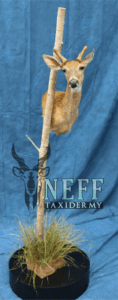 A taxidermy mount completed by Neff taxidermy of a yearling whitetail buck with velvet antlers, attached to the trunk of a poplar tree on a black base with grass.