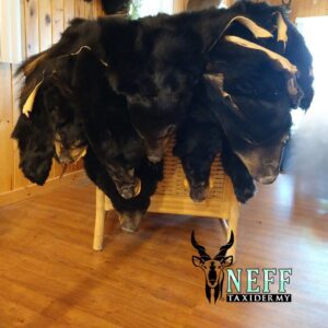 Tanned Black Bear hides thrown over a chair