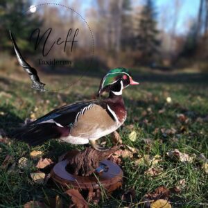 IMG_20221020_091320910_PORTRAIT