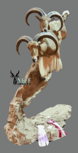 20250113_065230_0000