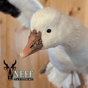 20250120_150808_0000