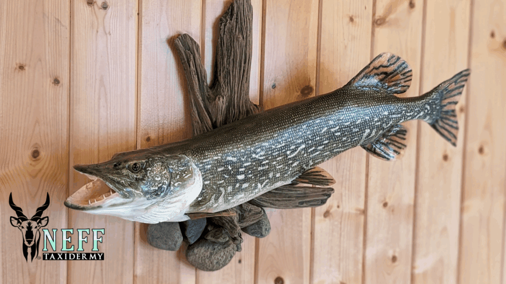 Replica northern pike taxidermy fish mount on an artificial driftwood base hanging on a knotty pine wall
