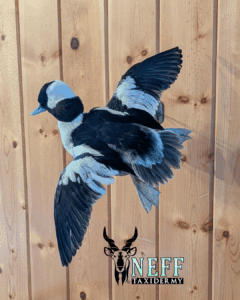 20250127_200535_0000