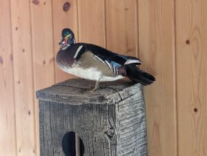 PXL_20250221_214500392