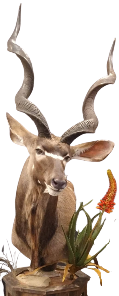 A taxidermy mount of an east cape kudu bull completed by Neff taxidermy. The habitat has an artificial aloe plant with an orange bloom and artificial rocks.